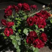 ヒメ日記 2025/10/05 00:29 投稿 ふうか 奥様鉄道69 岡山店