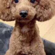 ヒメ日記 2025/03/26 00:22 投稿 藤堂つかさ ミセス大阪十三店