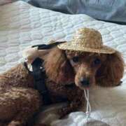 ヒメ日記 2025/05/20 18:44 投稿 藤堂つかさ ミセス大阪十三店