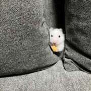 ヒメ日記 2025/10/26 05:54 投稿 藤堂つかさ ミセス大阪十三店