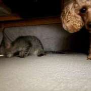 ヒメ日記 2025/11/21 23:45 投稿 藤堂つかさ ミセス大阪十三店