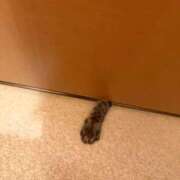 ヒメ日記 2025/12/05 21:33 投稿 藤堂つかさ ミセス大阪十三店