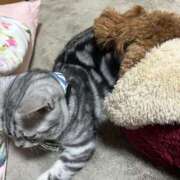 ヒメ日記 2025/12/29 08:31 投稿 藤堂つかさ ミセス大阪十三店