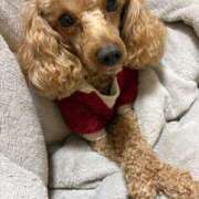 ヒメ日記 2026/01/12 02:48 投稿 藤堂つかさ ミセス大阪十三店