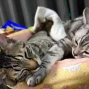 ヒメ日記 2026/02/05 09:20 投稿 藤堂つかさ ミセス大阪十三店