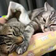 ヒメ日記 2026/03/01 10:02 投稿 藤堂つかさ ミセス大阪十三店