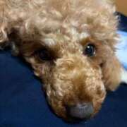 藤堂つかさ 愛くるしいやつ💗 ミセス大阪十三店