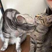 ヒメ日記 2026/03/09 01:39 投稿 藤堂つかさ ミセス大阪十三店