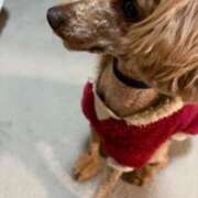 ヒメ日記 2026/03/22 00:38 投稿 藤堂つかさ ミセス大阪十三店