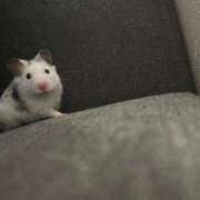 ヒメ日記 2026/03/29 13:45 投稿 藤堂つかさ ミセス大阪十三店