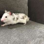 ヒメ日記 2026/04/03 13:01 投稿 藤堂つかさ ミセス大阪十三店