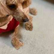 ヒメ日記 2026/04/04 03:11 投稿 藤堂つかさ ミセス大阪十三店