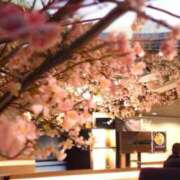 ヒメ日記 2025/04/06 17:06 投稿 咲子 Lip Trip