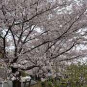 ヒメ日記 2025/04/11 07:29 投稿 あきら 奥鉄オクテツ兵庫