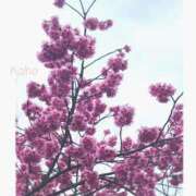 ヒメ日記 2025/03/20 10:26 投稿 高城かほ エステdeシンデレラ横浜（シンデレラグループ）