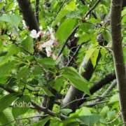 ヒメ日記 2025/05/01 14:50 投稿 高城かほ エステdeシンデレラ横浜（シンデレラグループ）