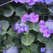 ヒメ日記 2025/06/14 14:59 投稿 高城かほ エステdeシンデレラ横浜（シンデレラグループ）