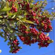 ヒメ日記 2026/01/17 08:51 投稿 のばら 春日部人妻花壇