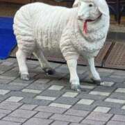 ヒメ日記 2025/11/24 18:18 投稿 あこ パンドラ(上野)