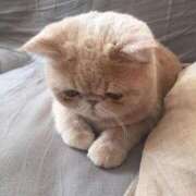 ヒメ日記 2024/12/24 10:10 投稿 れい 全裸SUPERプレミアム