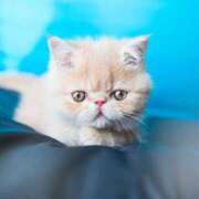 ヒメ日記 2024/12/25 09:51 投稿 れい 全裸SUPERプレミアム