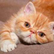 ヒメ日記 2024/12/28 09:22 投稿 れい 全裸SUPERプレミアム