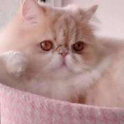 ヒメ日記 2025/04/08 10:52 投稿 れい 全裸SUPERプレミアム