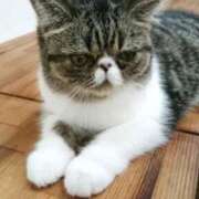 ヒメ日記 2025/04/15 11:18 投稿 れい 全裸SUPERプレミアム