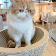 ヒメ日記 2025/05/01 10:01 投稿 れい 全裸SUPERプレミアム