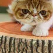 ヒメ日記 2025/09/18 13:02 投稿 れい 全裸SUPERプレミアム