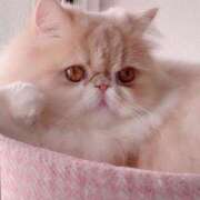 れい こんにちは 全裸SUPERプレミアム