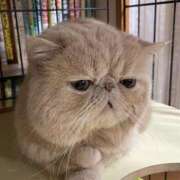 れい こんにちは 全裸SUPERプレミアム