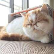 ヒメ日記 2026/02/05 12:31 投稿 れい 全裸SUPERプレミアム