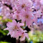 ヒメ日記 2025/03/14 00:01 投稿 飯塚　なるせ エテルナ京都