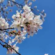 ヒメ日記 2025/04/09 20:17 投稿 飯塚　なるせ エテルナ京都