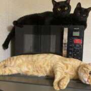 ヒメ日記 2025/07/28 01:54 投稿 あお 夢幻 取手店