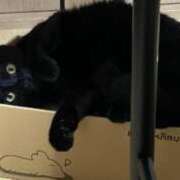 ヒメ日記 2026/01/19 10:02 投稿 あお 夢幻 取手店