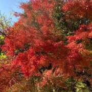 ヒメ日記 2025/12/06 09:13 投稿 ゆめ 熟女の風俗最終章 仙台店