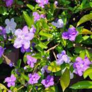 ヒメ日記 2025/06/08 11:20 投稿 小川今日子 五十路マダム 松山店（カサブランカグループ）