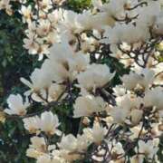 ヒメ日記 2026/03/29 10:08 投稿 小川今日子 五十路マダム 松山店（カサブランカグループ）