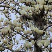 ヒメ日記 2026/03/30 00:12 投稿 小川今日子 五十路マダム 松山店（カサブランカグループ）