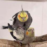 ヒメ日記 2026/01/19 11:15 投稿 かこ 渋谷じゃっくす