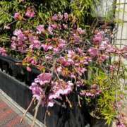 かこ 桜がちらほら🌸 渋谷じゃっくす