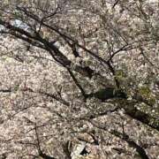 ヒメ日記 2025/04/09 17:40 投稿 ゆうこ 上野デリヘル倶楽部