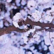 ヒメ日記 2025/04/09 13:50 投稿 しずく 佐久上田人妻隊