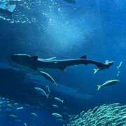 ヒメ日記 2025/03/06 09:00 投稿 ひろみ 東京人妻セレブリティ（ユメオト）