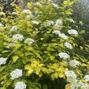 ヒメ日記 2025/05/03 17:54 投稿 ひろみ 東京人妻セレブリティ（ユメオト）