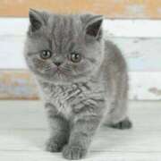 ヒメ日記 2024/12/12 09:38 投稿 れい コスプレ痴漢電車