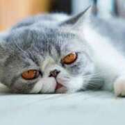 ヒメ日記 2024/12/26 09:21 投稿 れい コスプレ痴漢電車