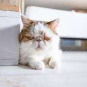 ヒメ日記 2025/01/04 09:17 投稿 れい コスプレ痴漢電車